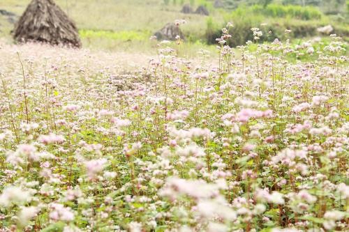 Ngắm hoa Tam giác mạch Hà Giang tại Thủ đô  - ảnh 1